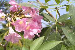 Tabebuia rosea